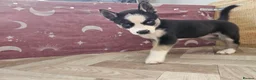 Huskita dogs for sale: Puppies for sale  - Advert 15