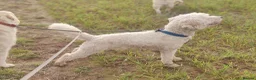 Labradoodle dogs for sale: Beautiful mutigeneration F3 labradoodle girl  - Advert 5