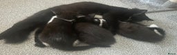 British Shorthair cats for sale: 3 kittens and 2 year old mother ready 4 rehoming  - Advert 1