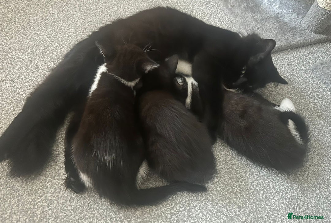 British Shorthair cats for sale: 3 kittens and 2 year old mother ready 4 rehoming  - Advert 1