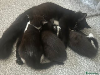 British Shorthair cats 3 kittens and 2 year old mother ready 4 rehoming - Advert 1