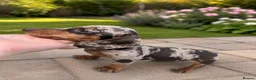 Miniature Dachshund dogs for sale: 2 Beautiful miniature dachshund  - Advert 5
