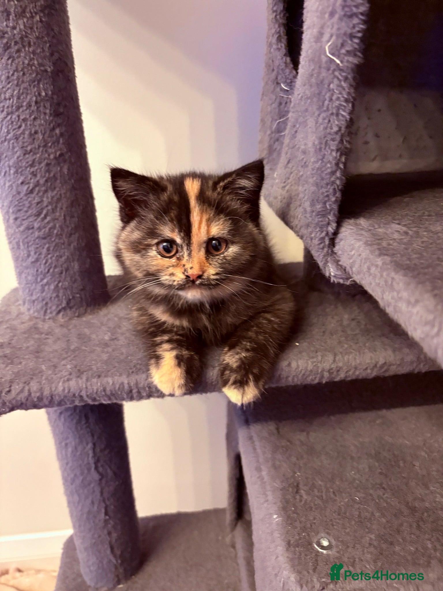 British Shorthair cats British shorthair kittens,gccf -ready for new home - Advert 2