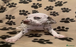 Dalmatian dogs for sale: KC Dalmatian Puppies  - Image 14