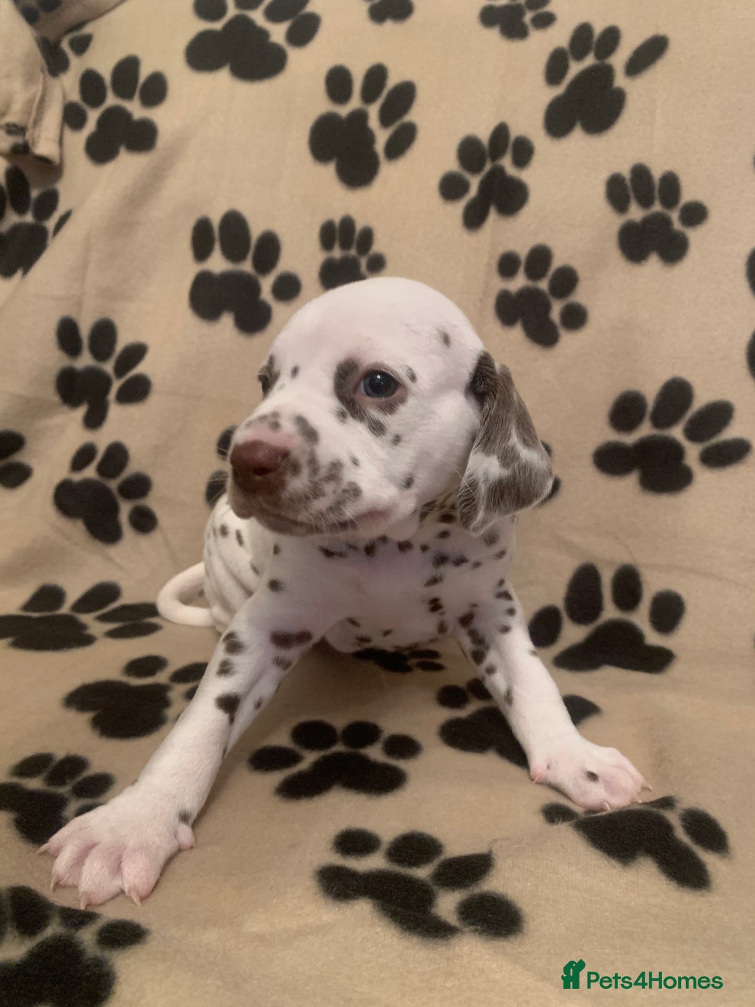 Dalmatian dogs for sale: KC Dalmatian Puppies  - Image 14
