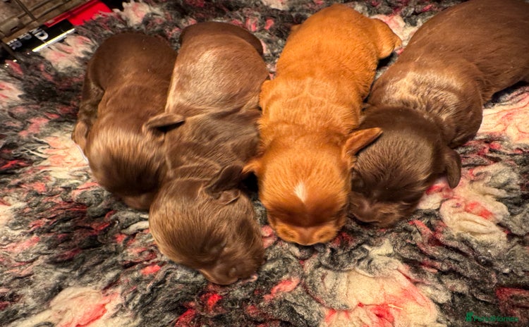 Cocker Spaniel dogs - Advert 12