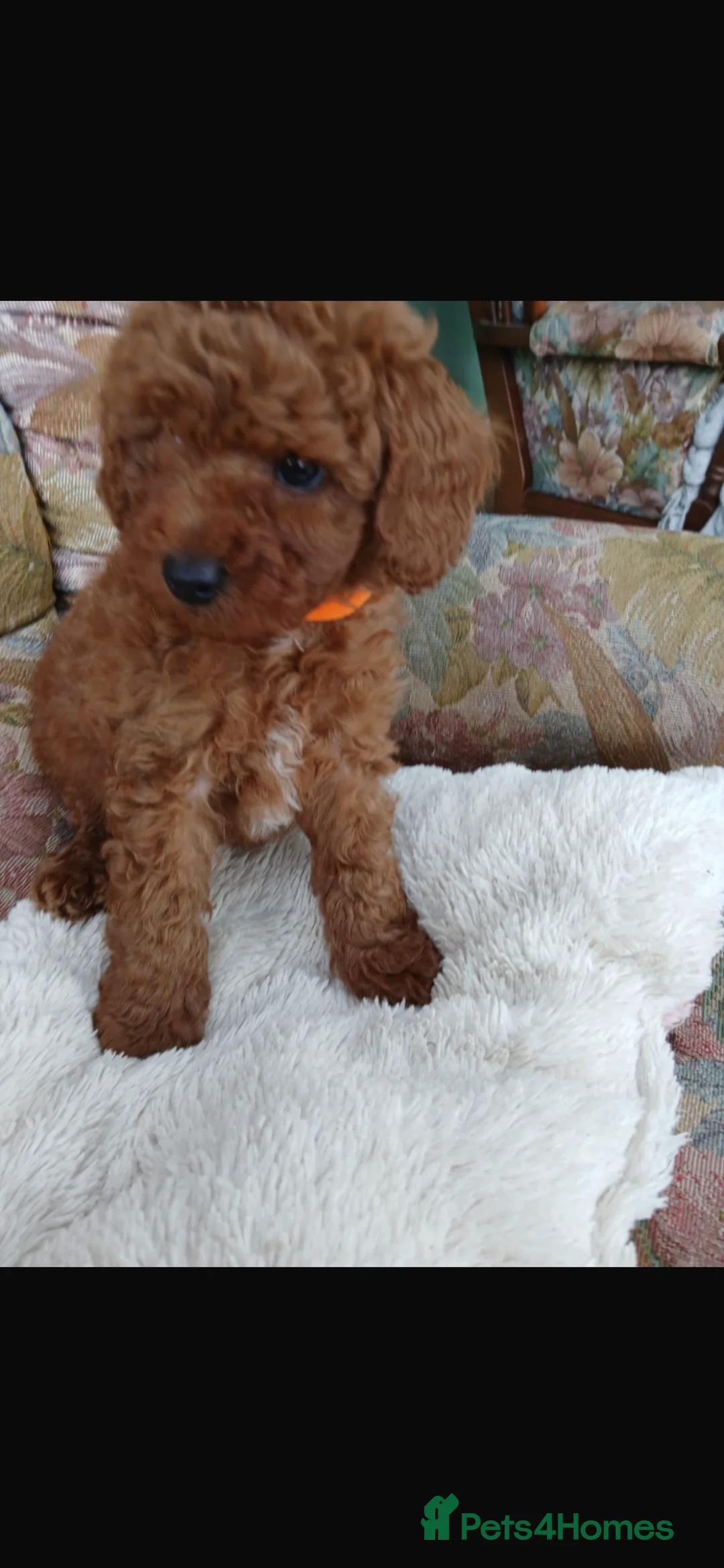 Cavapoo dogs for sale: Fox red cavapoos in Bristol - Advert 2