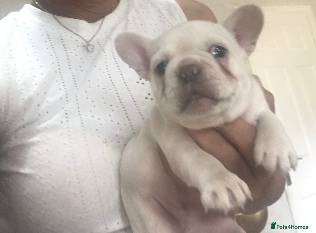 French Bulldog dogs for sale: 2 French Bulldog Puppy’s available - Image 6