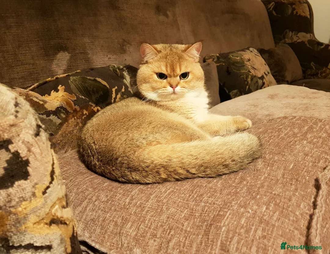 Scottish Fold cats for stud: GOLD CHINCHILLA SCOTTISH STRAIGHT PEDIGREE. STUD in London - Advert 20