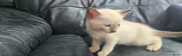 Siamese cats for sale: *female avaliable!* 5 Stunning Siamese Kittens - Advert 3