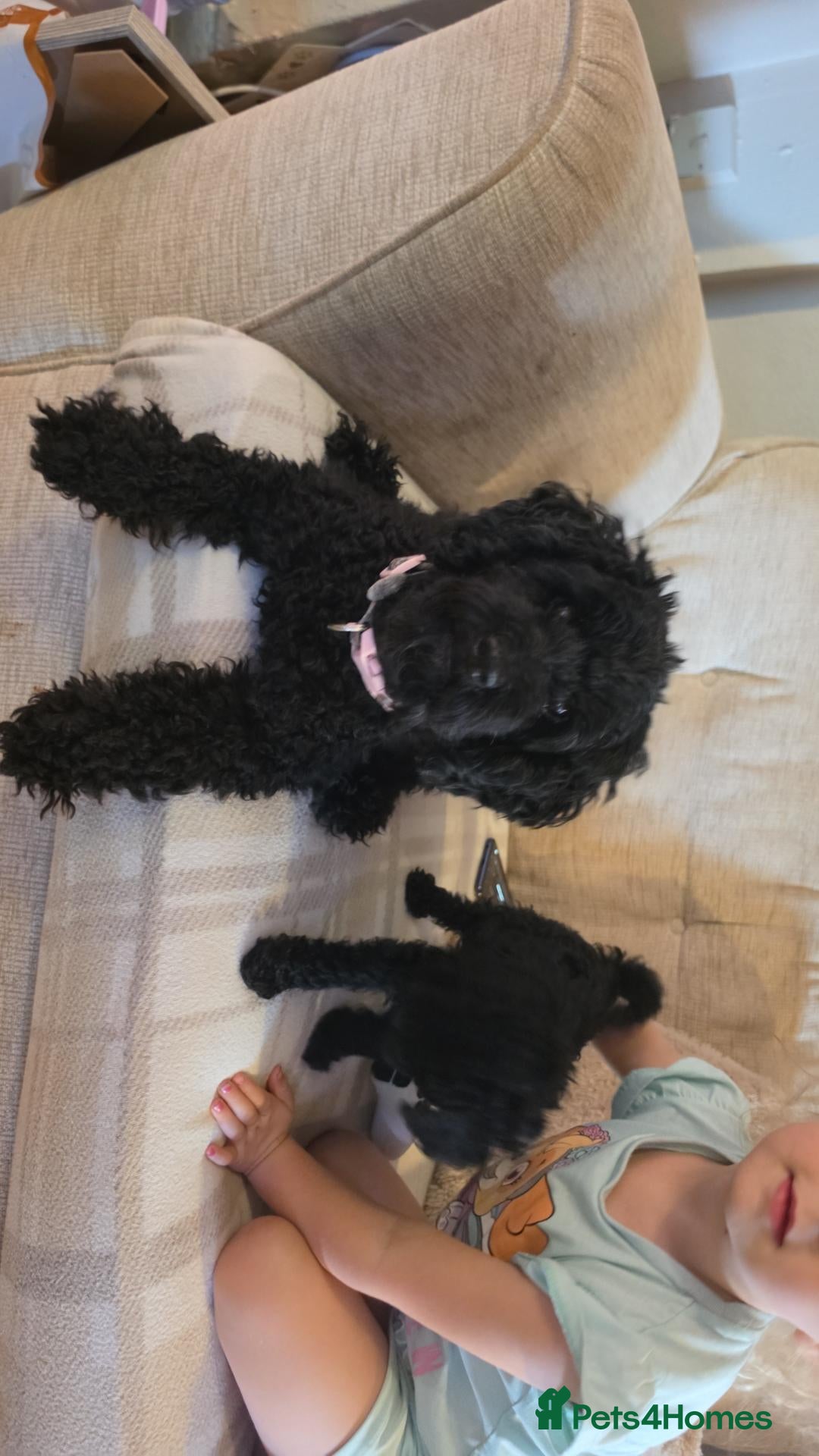 Toy Poodle dogs Pure black toy poodle  - Advert 8