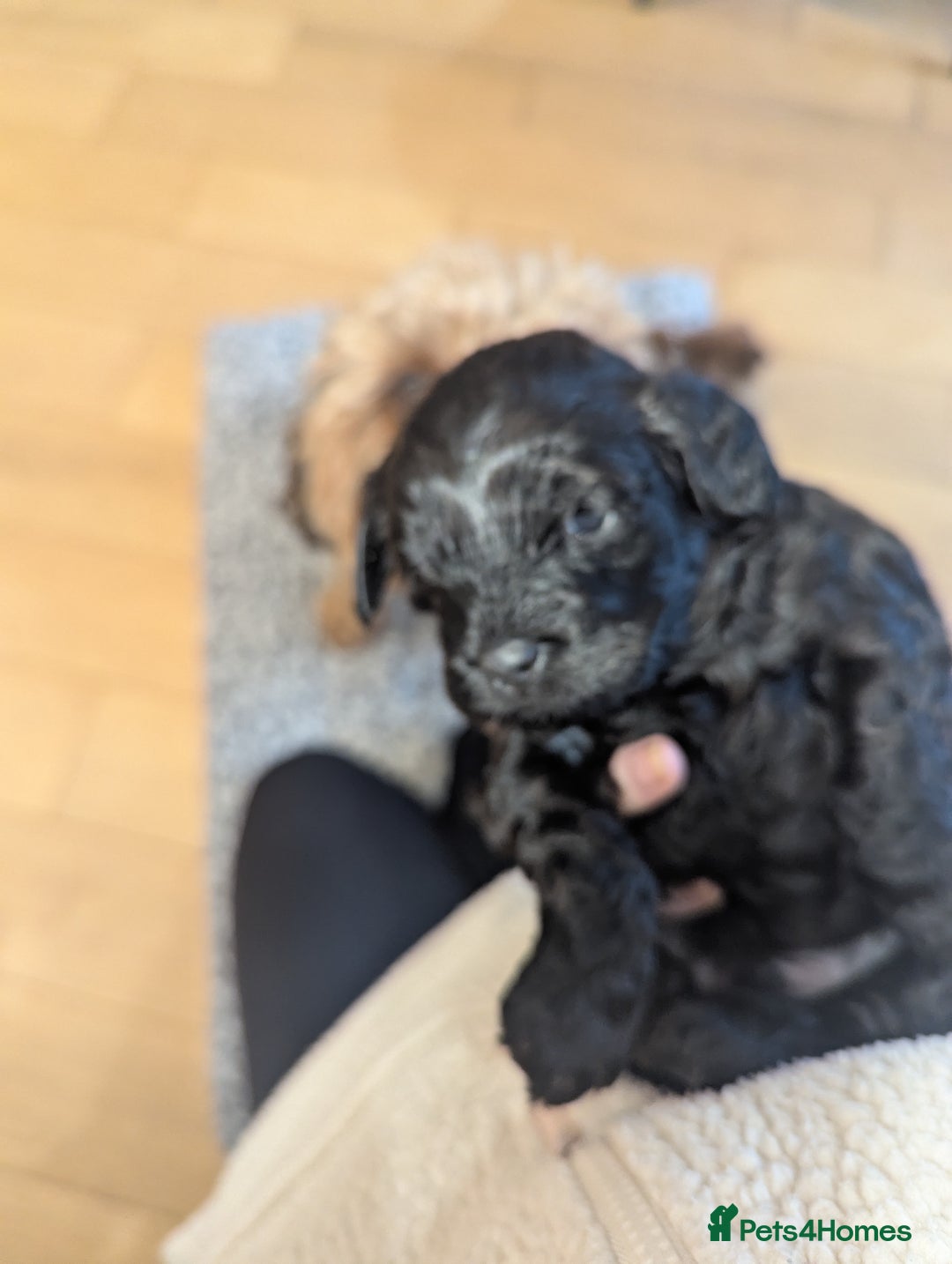 Cavapoo dogs for sale: Cavapoo  - Advert 4
