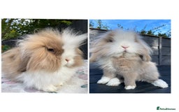 Mini Lion Lop rabbits for sale: Mini Lion Lop **Waiting List Now Open** - Image 3