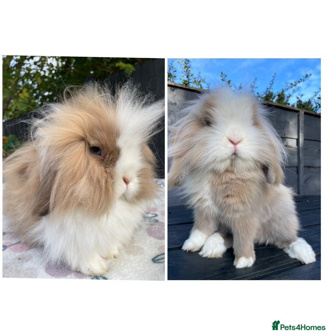 Mini Lion Lop rabbits for sale: Mini Lion Lop **Waiting List Now Open** - Image 3