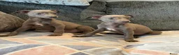 Whippet dogs for sale: 2 stunning boys left Ready to go kc reg - Advert 2