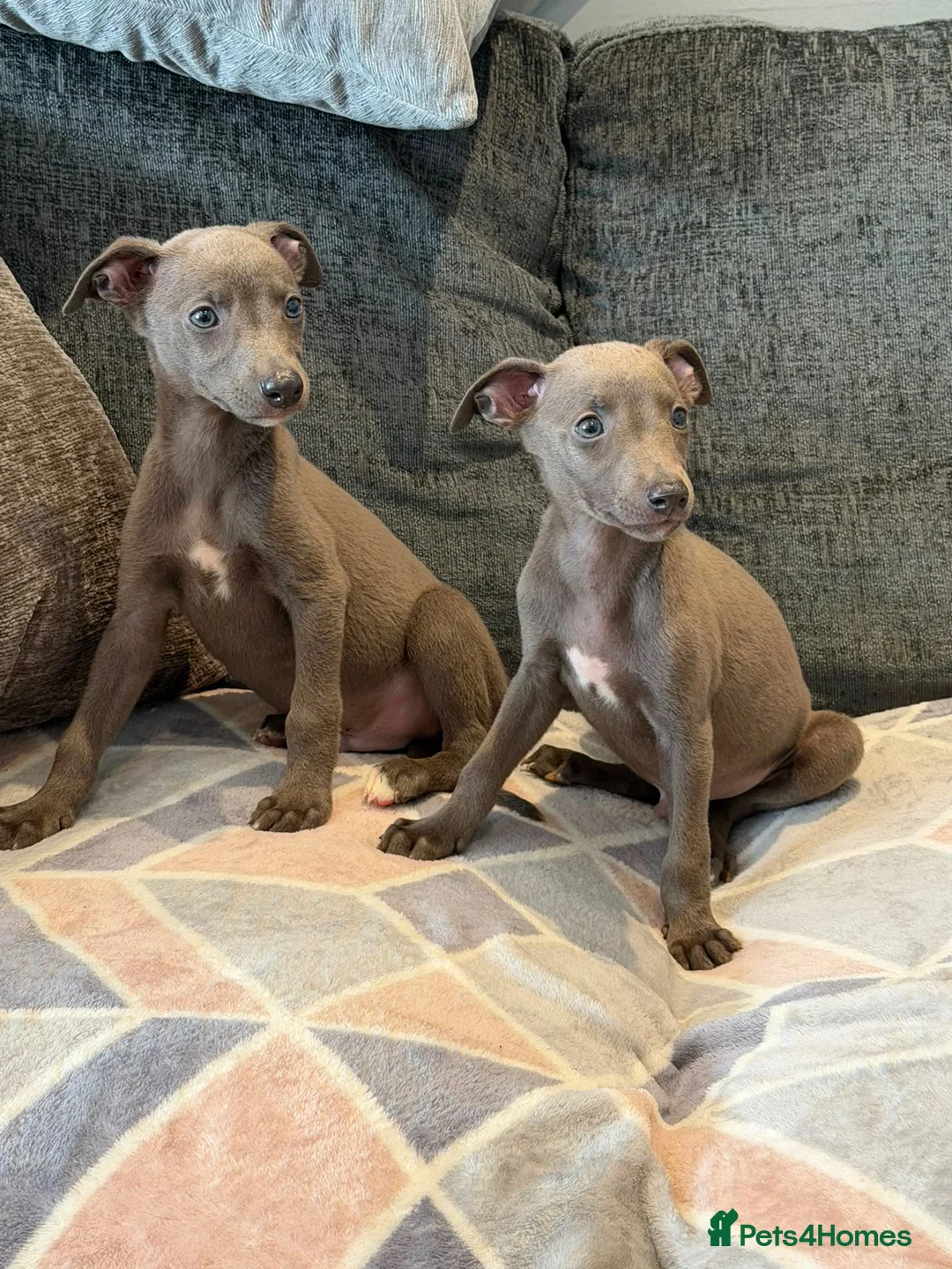 Whippet dogs for sale: 2 stunning boys left Ready to go kc reg - Advert 2