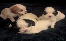 Cavalier King Charles Spaniel dogs for sale: DNA health tested, much loved cavaliers - Image 5