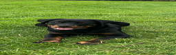 Rottweiler dogs for sale: KC Rottweiler  - Advert 4