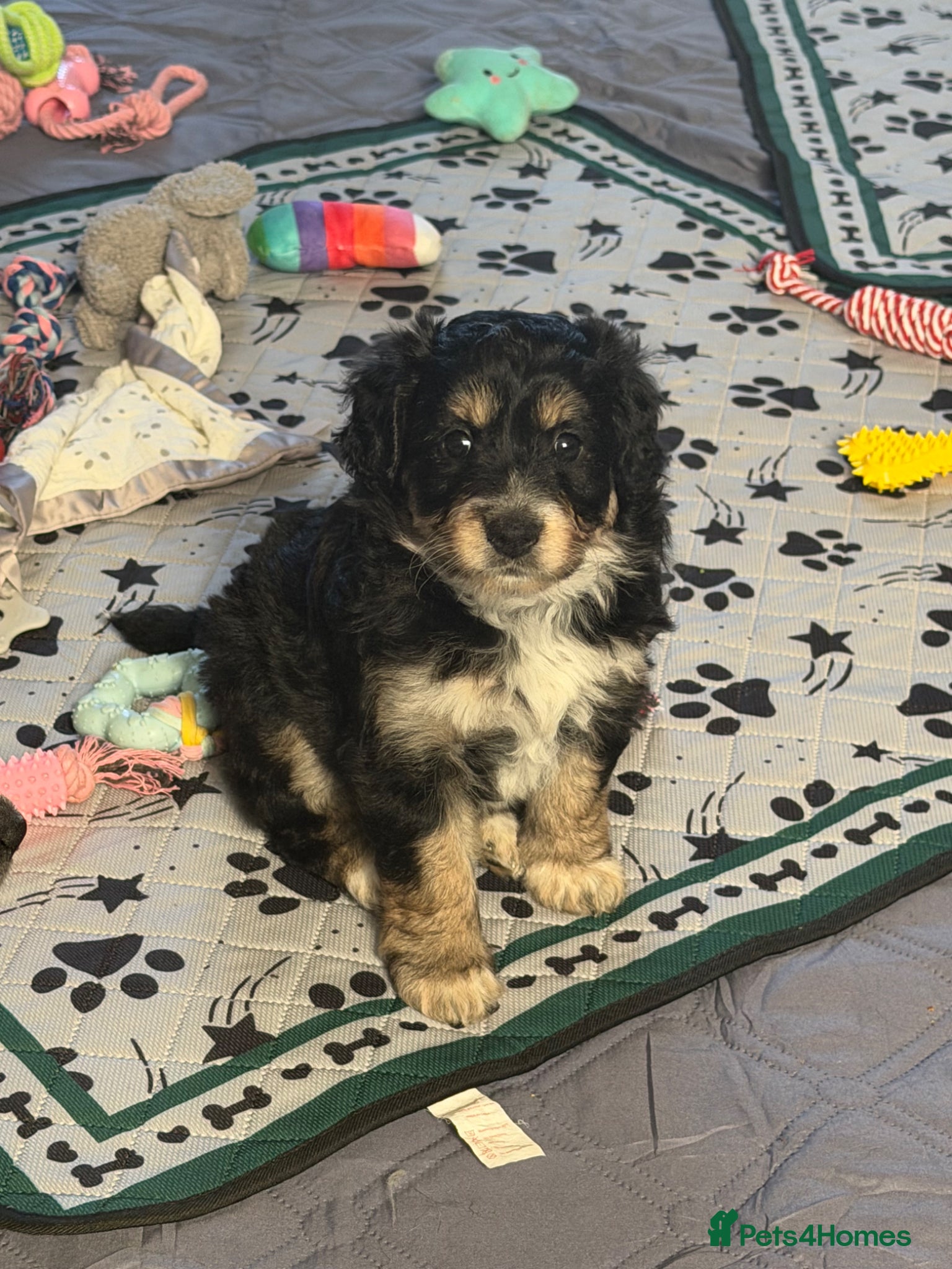 Bordoodle dogs Gorgeous F1 mini colliepoo/borderdoodle puppy’s  - Advert 2