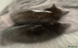 Mixed Breed cats for sale: 1 Kitty Left !  - Image 8
