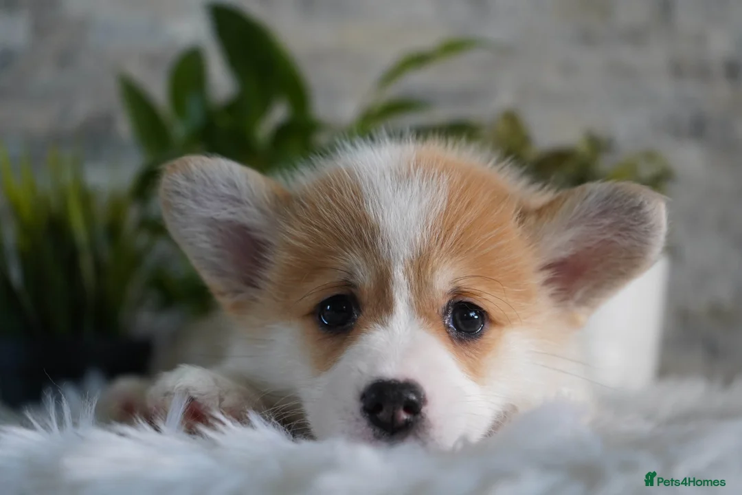 Welsh Corgi Pembroke dogs for sale: Welsh Corgi (Pembroke) - Advert 10