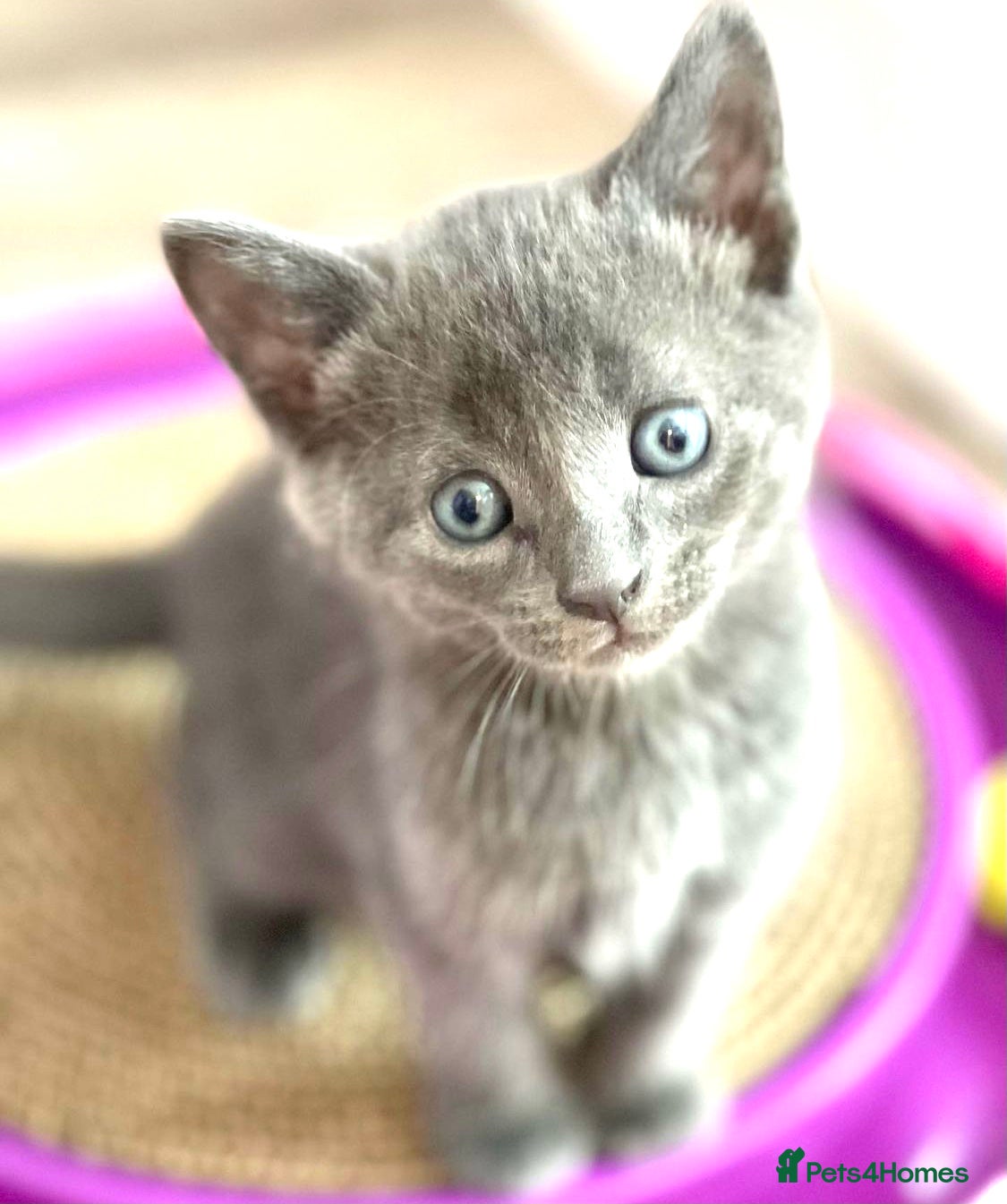 Mixed Breed cats Absolutely lovely Russian blue x kittens ready now - Advert 17