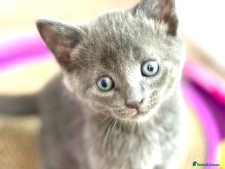 Mixed Breed cats Absolutely lovely Russian blue x kittens ready now - Advert 17