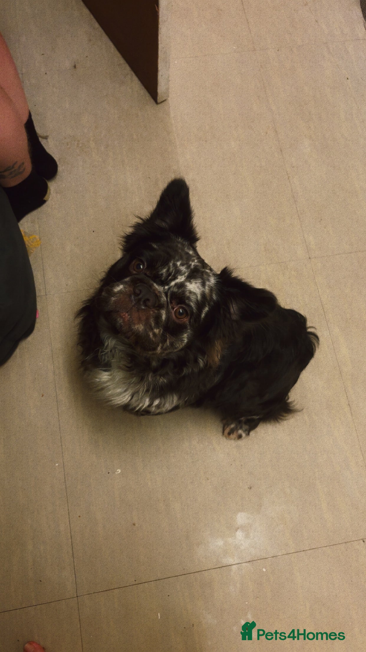 Mixed Breed dogs Vinnie  in Stockport - Advert 1