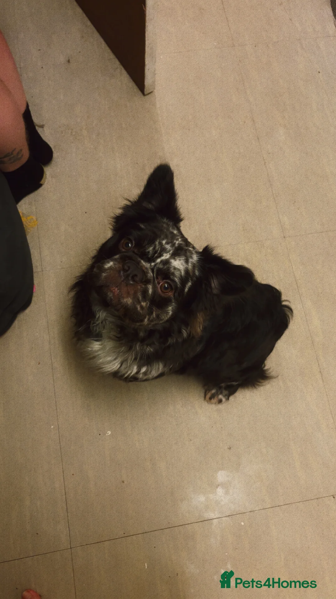 Mixed Breed dogs for sale: Vinnie  in Stockport - Advert 1