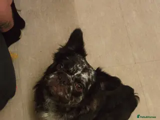 Mixed Breed dogs Vinnie in Stockport - Advert 1