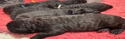 Hungarian Pumi dogs for sale: Rare Breed  - Advert 7