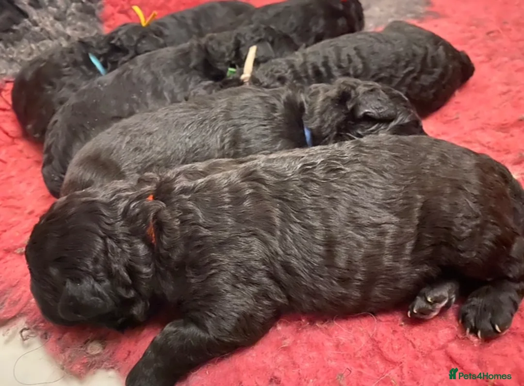 Hungarian Pumi dogs for sale: Rare Breed  - Advert 7