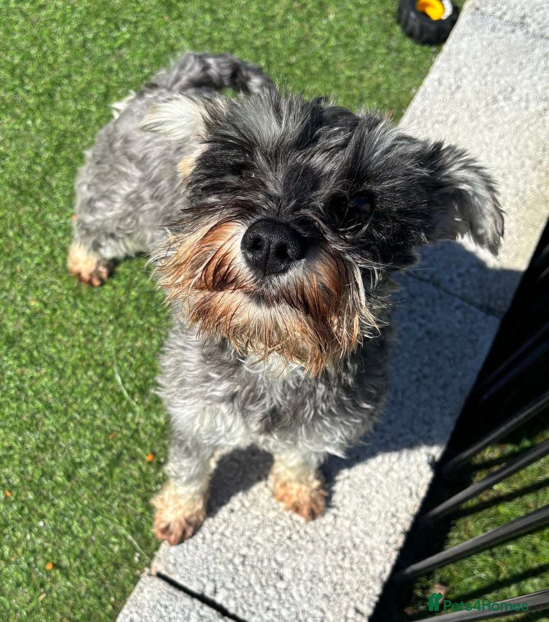 Miniature Schnauzer dogs for sale: KC reg & health tested Mini Schnauzer 🩷 2yrs old - Image 4