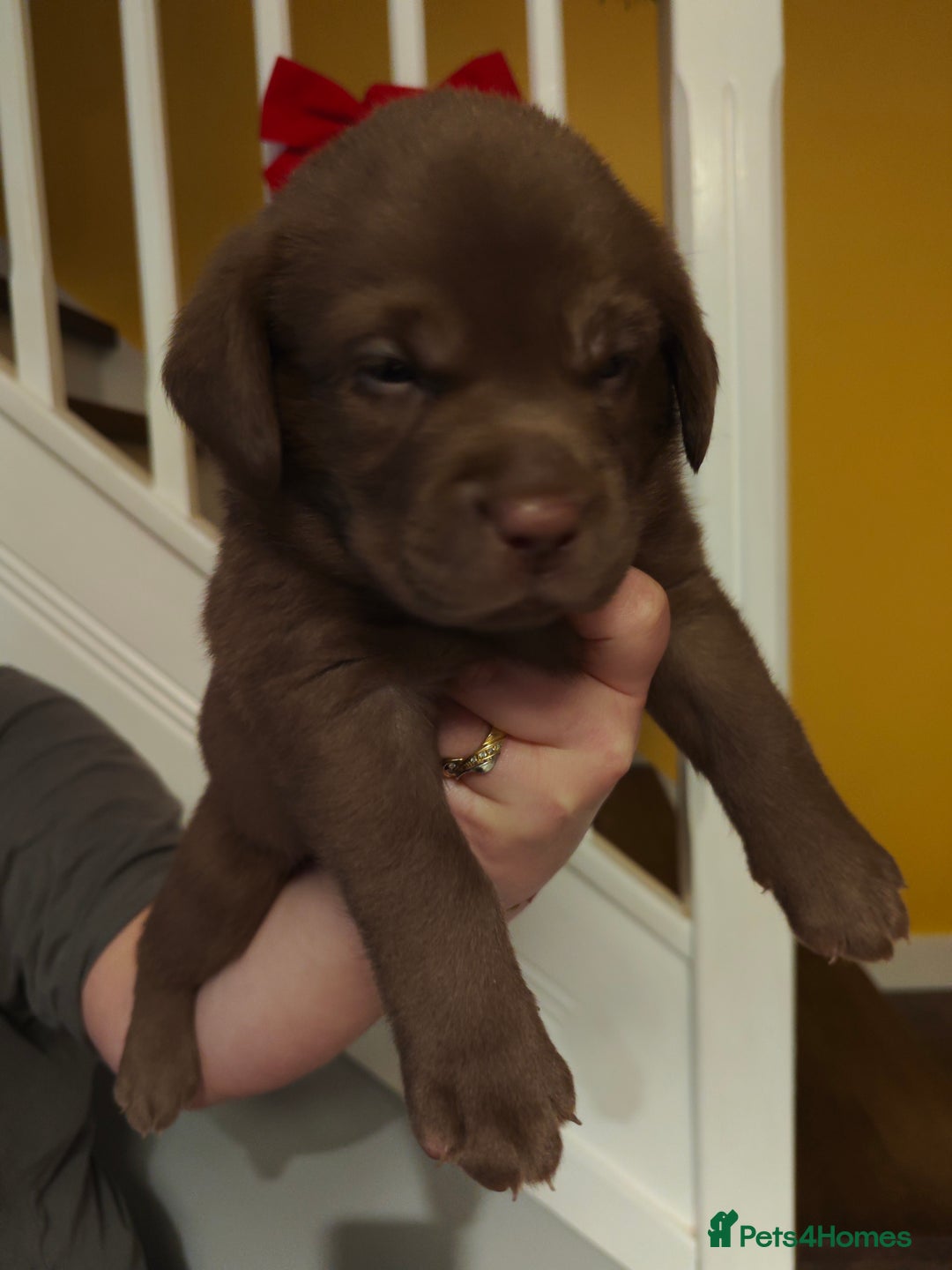 Labrador Retriever dogs for sale: Chocolate Labrador Retriever Puppies-Family Raised - Advert 19