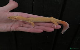 Leopard Gecko reptiles for sale: Baby Leopard Geckos in Downham Market - Image 10