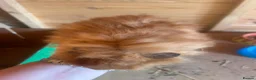 Guinea Pig rodents for sale: male longhaired Guineapigs  - Advert 12