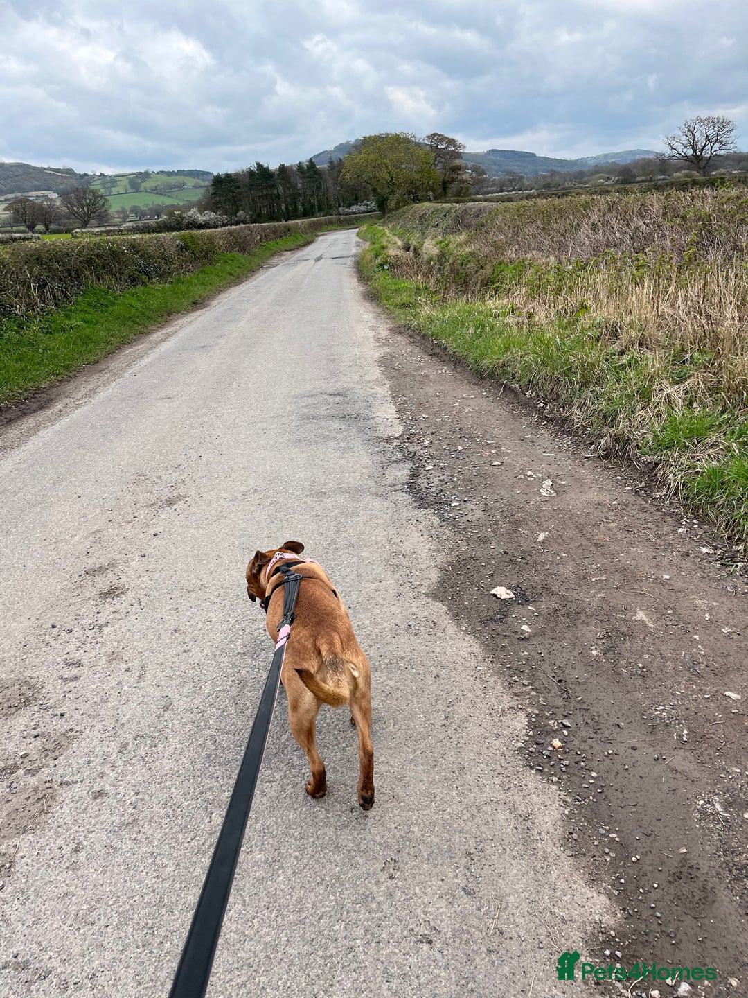 Mixed Breed dogs for sale: Caring & expierienced home wanted ❤️🏡 - Image 6