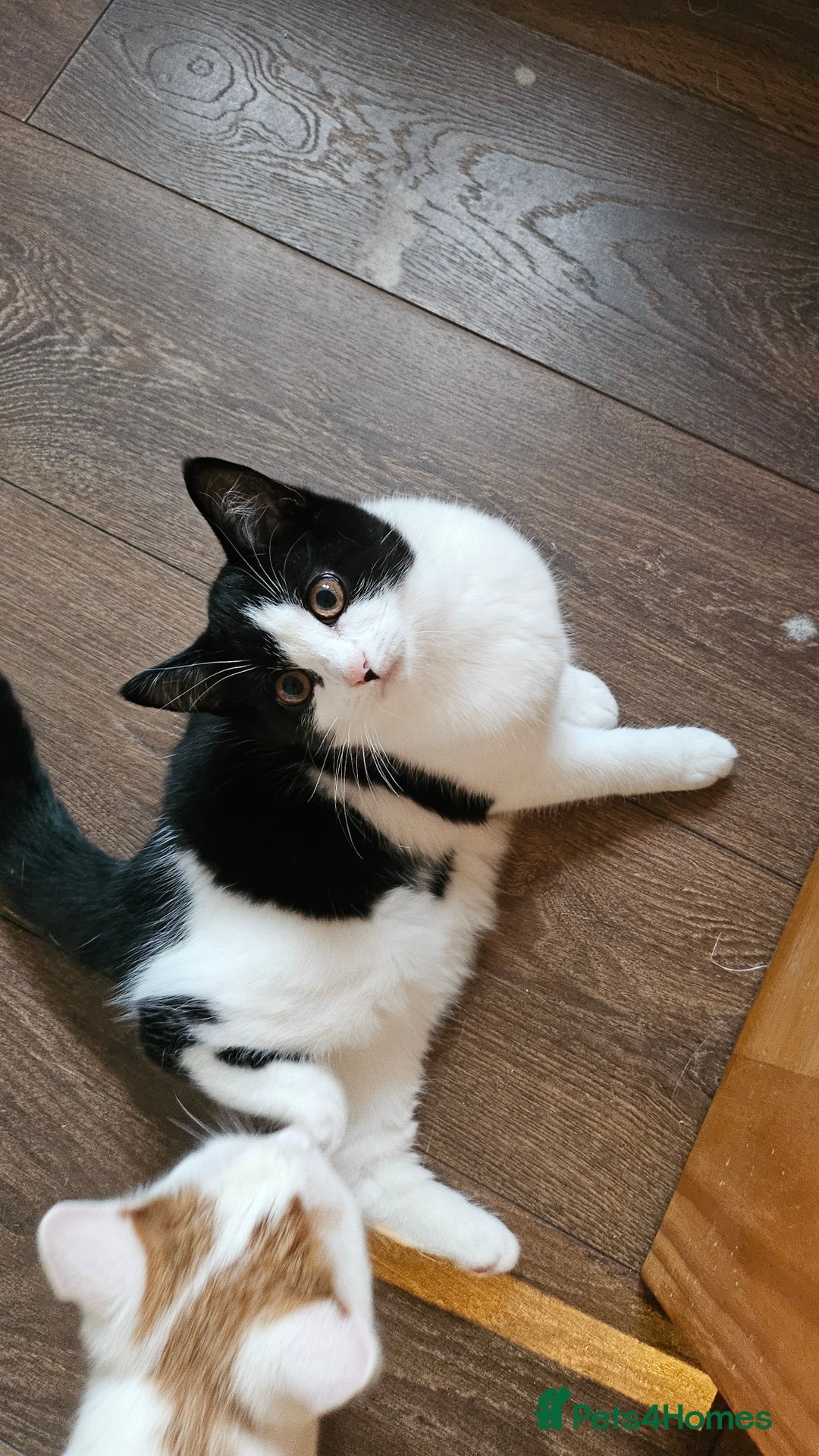 Selkirk Rex cats for sale: Adorable Selkirk Rex Kittens (Straight ) - Image 29