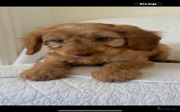 Labradoodle dogs for sale: LICENSED BREEDER F2b mini labradoodles - Image 22