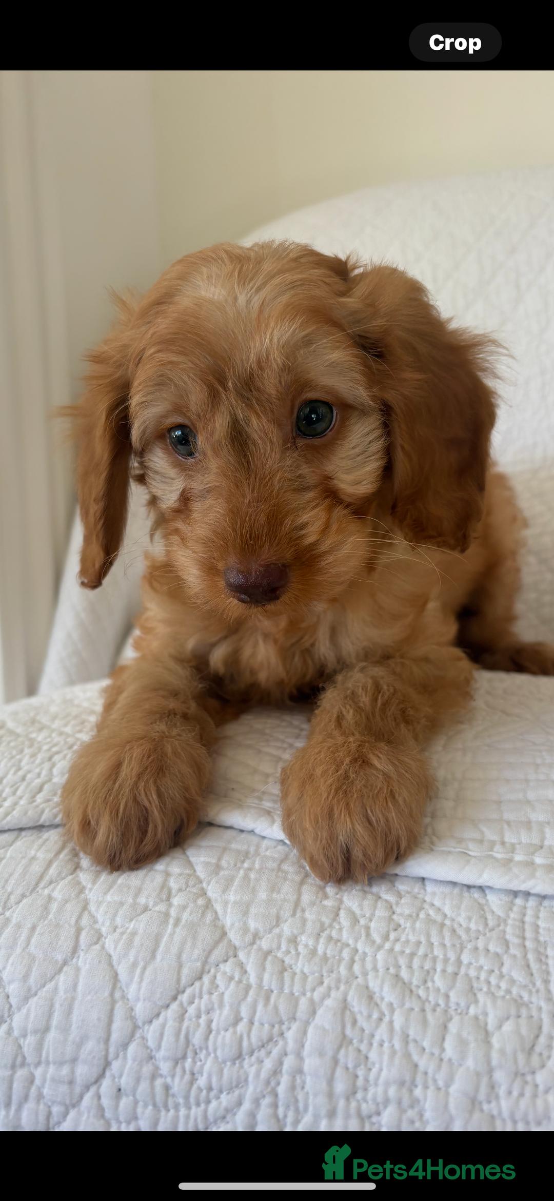 Labradoodle dogs for sale: LICENSED BREEDER F2b mini labradoodles - Image 22