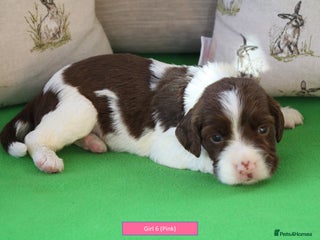 English Springer Spaniel dogs - Advert 3