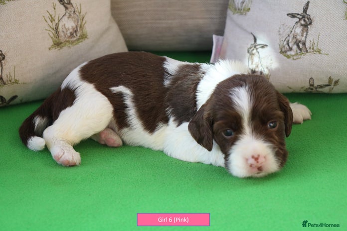 English Springer Spaniel dogs - Advert 3