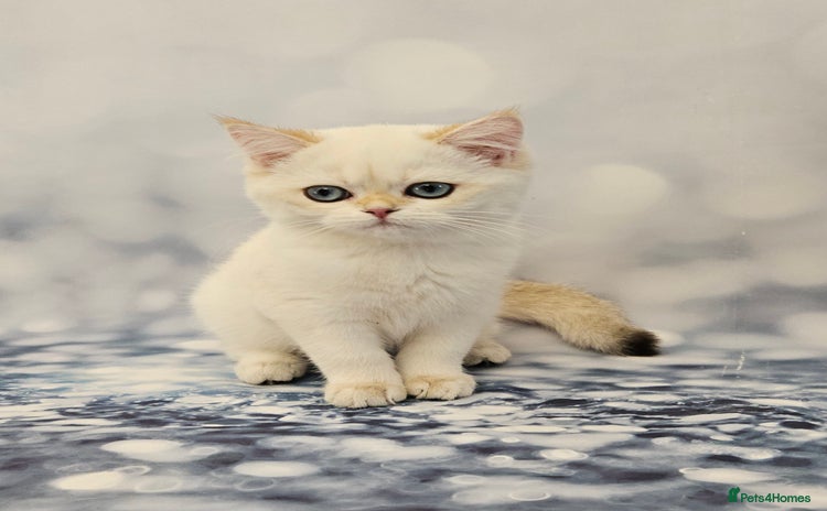 Scottish Fold cats - Advert 4
