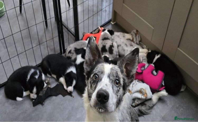 Border Collie dogs Beautiful Border Collie Puppies - Advert 1