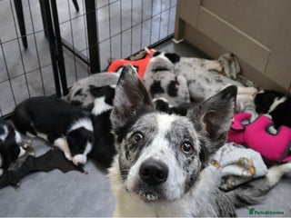 Border Collie dogs Beautiful Border Collie Puppies - Advert 1