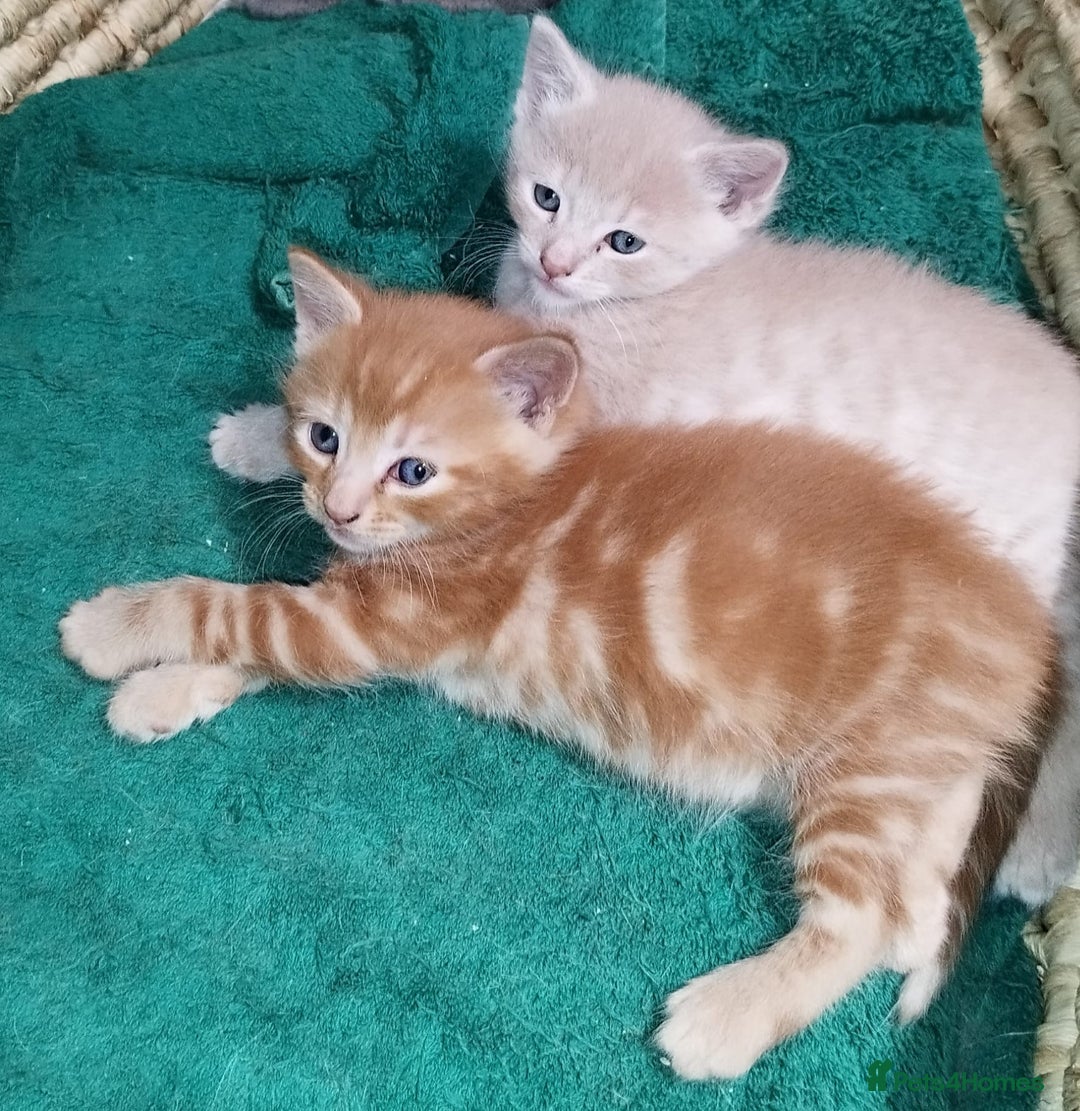 Mixed Breed cats for sale: Amazing, very beautiful kittens 3 boys, 1 girl - Advert 21