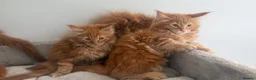 Maine Coon cats for sale: Stunning maine coon kittens xl excellent quality  - Advert 17