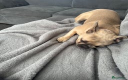 French Bulldog dogs for sale: 7 month old frenchie  - Image 2