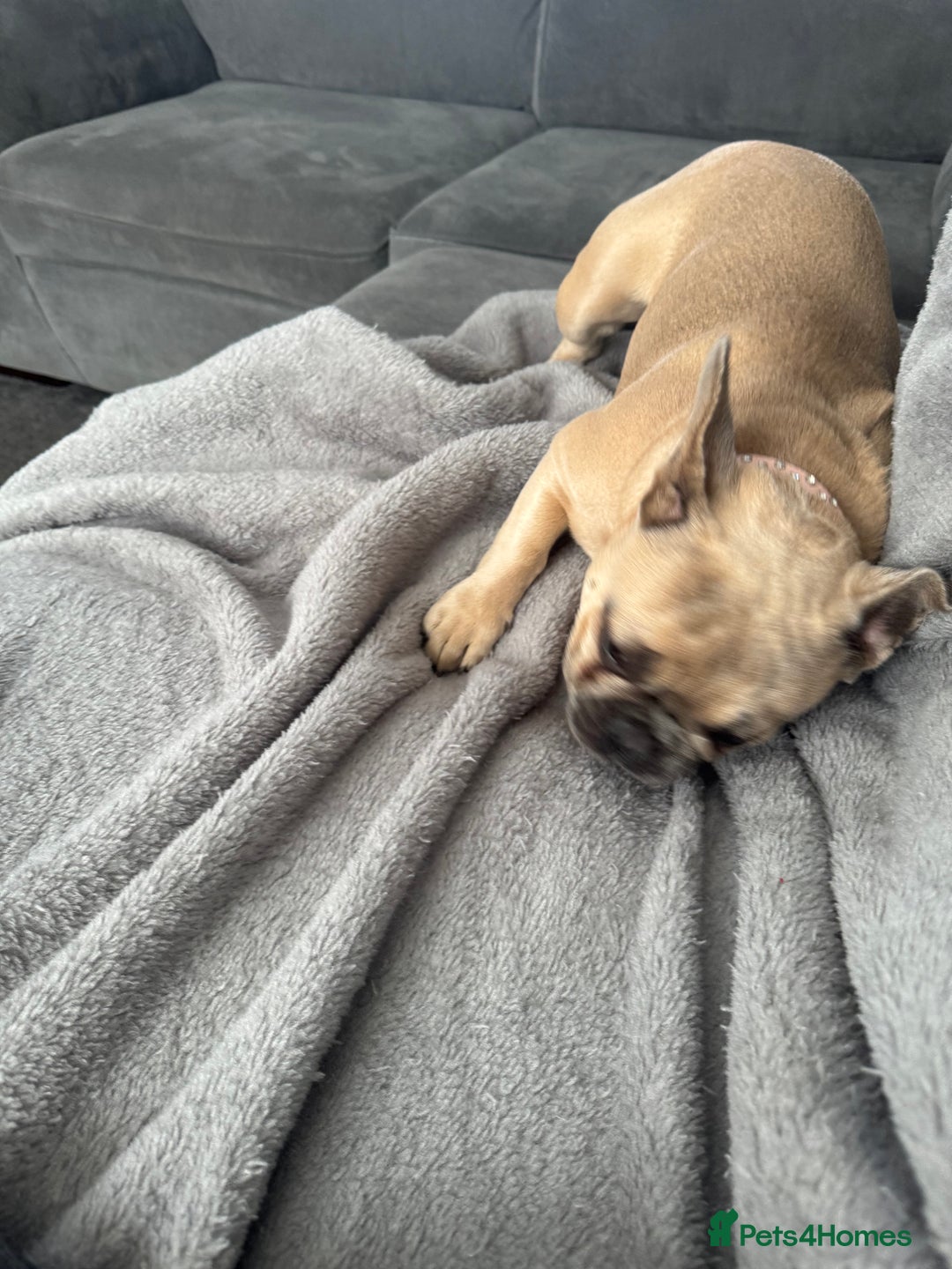 French Bulldog dogs for sale: 7 month old frenchie  - Image 2