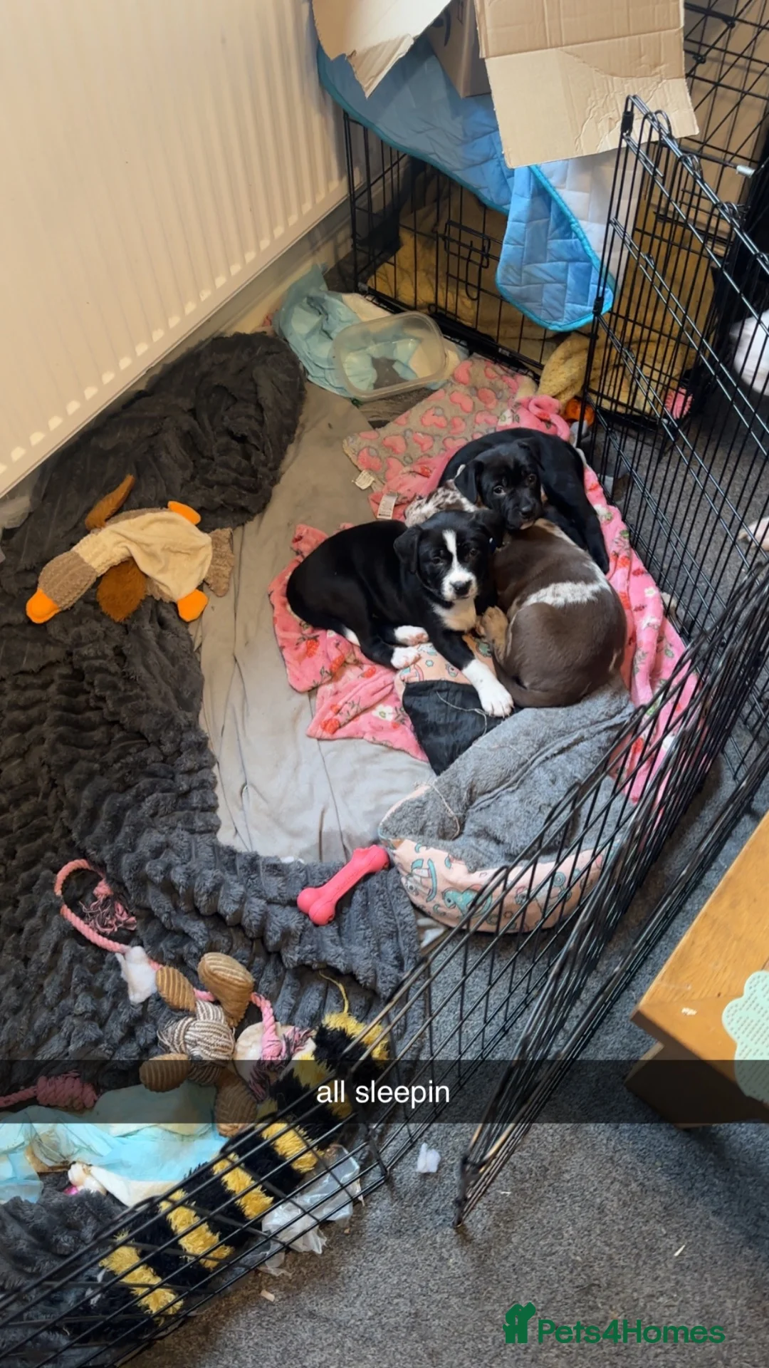 Mixed Breed dogs for sale: 2 female puppies  in Leominster - Advert 2